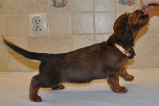 Jamnik d�ugow�osy - szczeni� 